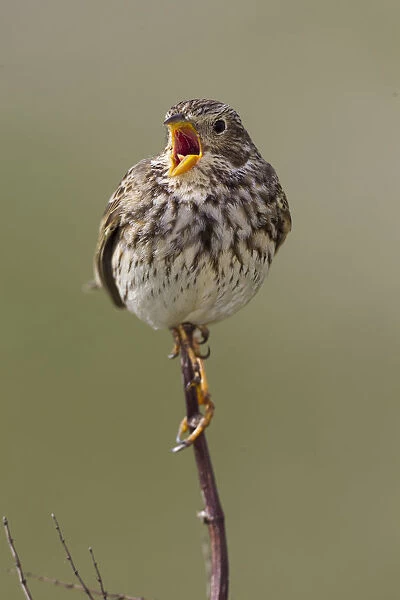 Corn Bunting (Emberiza calandra) male singing, Wales, United Kingdom