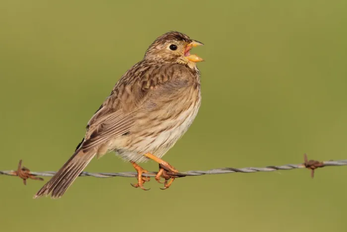 Framed Print : Corn Bunting (Emberiza calandra) singing, Extremadura, Spain Framed Print : Corn Bunting (Emberiza calandra) singing, Extremadura, Spain