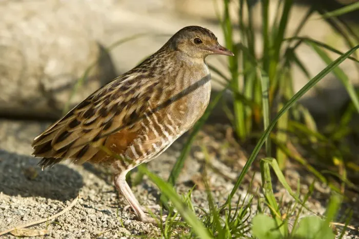 Framed Print : Corn Crake (Crex crex) Framed Print : Corn Crake (Crex crex)