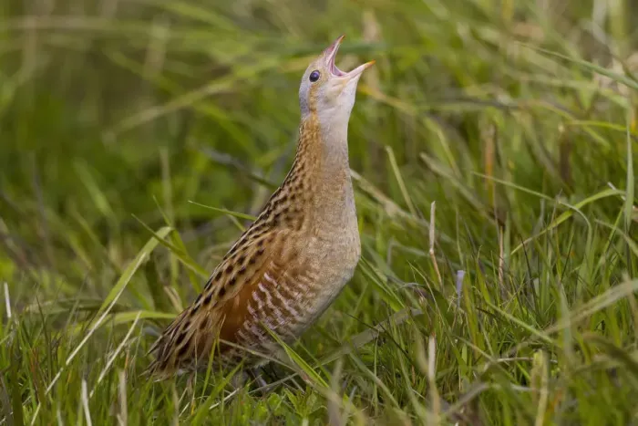 Framed Print : Corn Crake (Crex crex), Scotland, United Kingdom Framed Print : Corn Crake (Crex crex), Scotland, United Kingdom