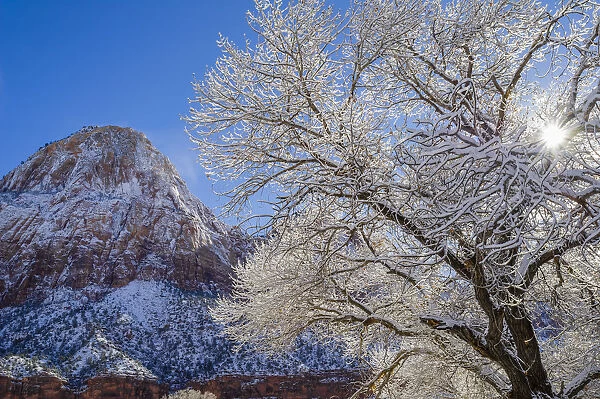 Cottonwood (Populus sp) tree in winter, Zion National Park, Utah