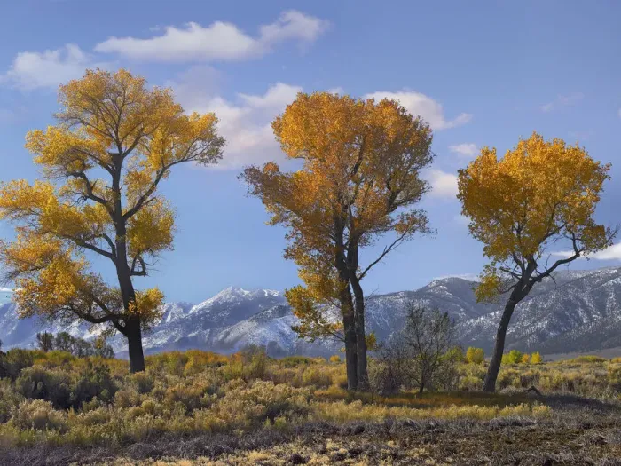 Framed Print : Cottonwood (Populus sp) trees in autumn, Carson Valley, Nevada Framed Print : Cottonwood (Populus sp) trees in autumn, Carson Valley, Nevada