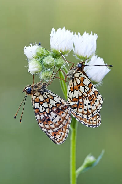 Couple mating, Hungary, SA¡ly, BA¼kk mountains