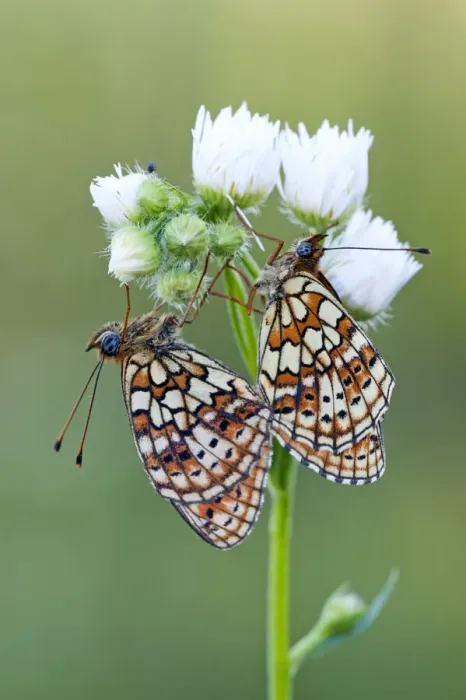 Framed Print : Couple mating, Hungary, SA¡ly, BA¼kk mountains Framed Print : Couple mating, Hungary, SA¡ly, BA¼kk mountains
