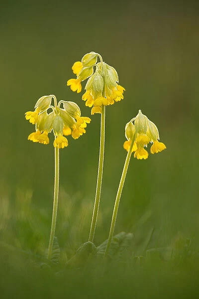 Cowslip flowers, Hardington Moor, Dorset, England