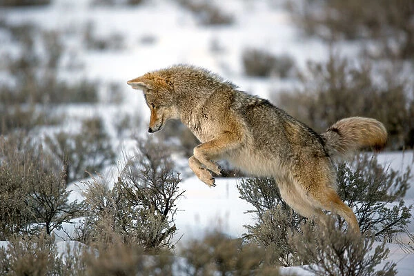 Coyote (Canis Latrans) leaps on a vole as he hunts in Yellowstone National Park, Wyoming, United States, Wyoming, United States