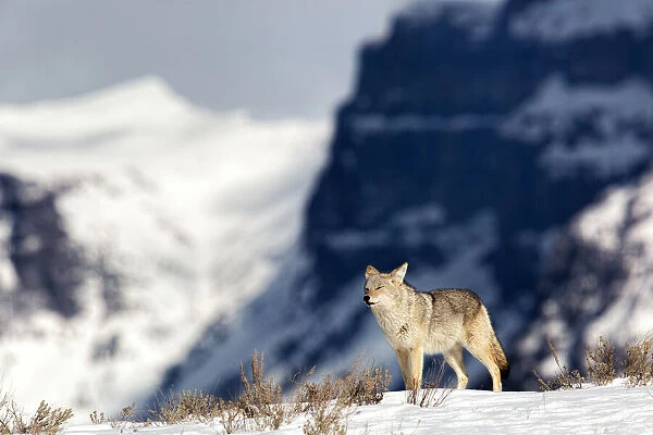 Coyote (Canis latrans) surveys his domain from a hill in Yellowstone National Park, Wyoming, United States, Wyoming, United States