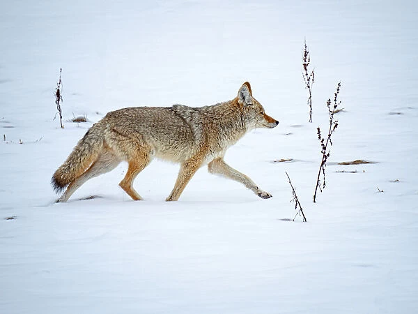 Coyote (Canis latrans) walking through the snow at Firehole River