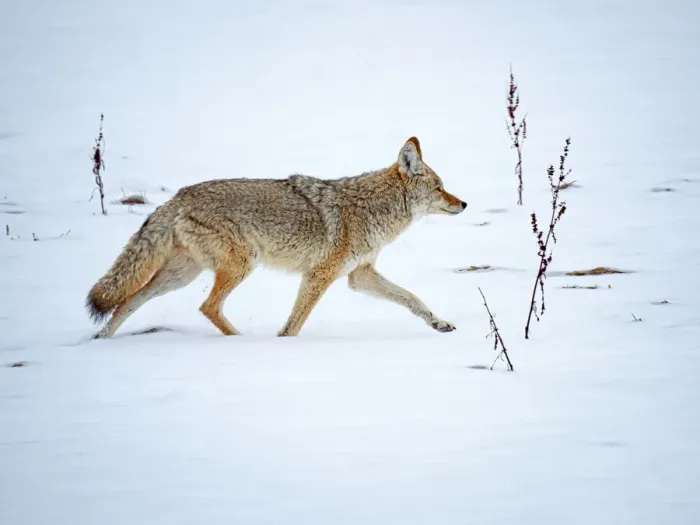 Framed Print : Coyote (Canis latrans) walking through the snow at Firehole River Framed Print : Coyote (Canis latrans) walking through the snow at Firehole River