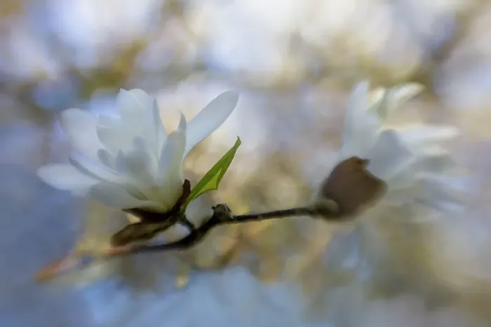 Framed Print : Creative impression of Magnolia flowers, The Netherlands Framed Print : Creative impression of Magnolia flowers, The Netherlands