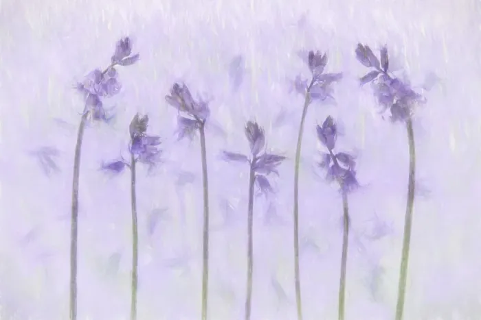 Framed Print : Creative photographic shot of Common Bluebells (Hyacinthoides non-scripta) Framed Print : Creative photographic shot of Common Bluebells (Hyacinthoides non-scripta)