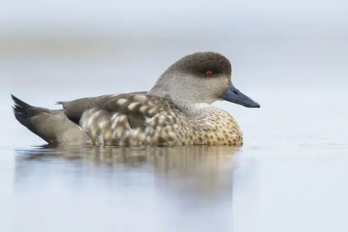 Framed Print : Crested Duck (Lophonetta specularioides) on a small pond, Falkland Islands Framed Print : Crested Duck (Lophonetta specularioides) on a small pond, Falkland Islands