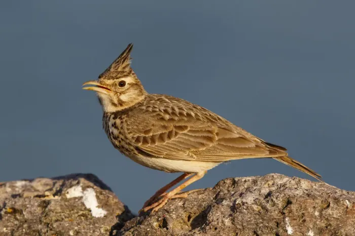 Framed Print : Crested Lark (Galerida cristata) singing, Greece Framed Print : Crested Lark (Galerida cristata) singing, Greece