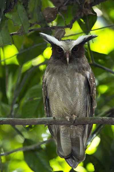 Crested Owl (Lophostrix cristata), Yasuni National Park, Amazon Rainforest, Ecuador