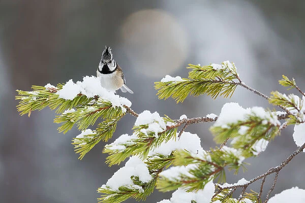 Crested tit on snow covered branches of Caledonian Pine, Cairngorms, Scotland