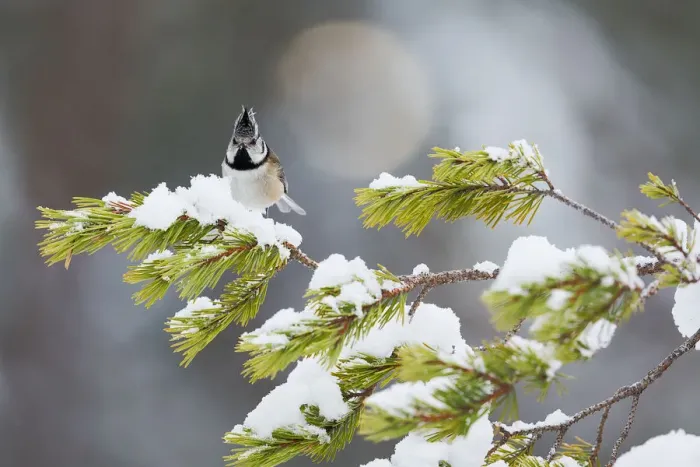 Framed Print : Crested tit on snow covered branches of Caledonian Pine, Cairngorms, Scotland