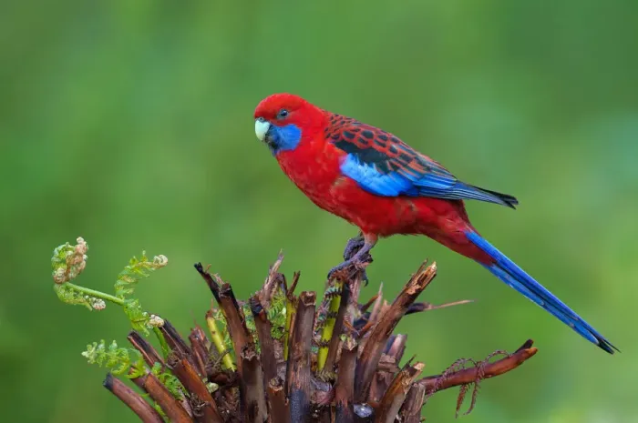 Framed Print : Crimson Rosella (Platycercus elegans), Victoria, Australia Framed Print : Crimson Rosella (Platycercus elegans), Victoria, Australia