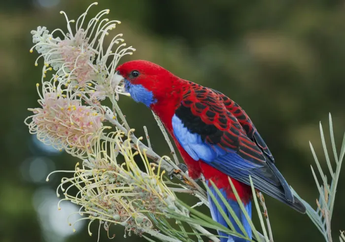 Framed Print : Crimson Rosella (Platycercus elegans) feeding on Grevillea (Grevillea sp) flower nectar Framed Print : Crimson Rosella (Platycercus elegans) feeding on Grevillea (Grevillea sp) flower nectar