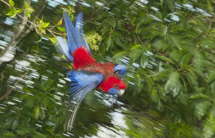 Framed Print : Crimson Rosella (Platycercus elegans) flying, Lamington National Park, Queensland Framed Print : Crimson Rosella (Platycercus elegans) flying, Lamington National Park, Queensland