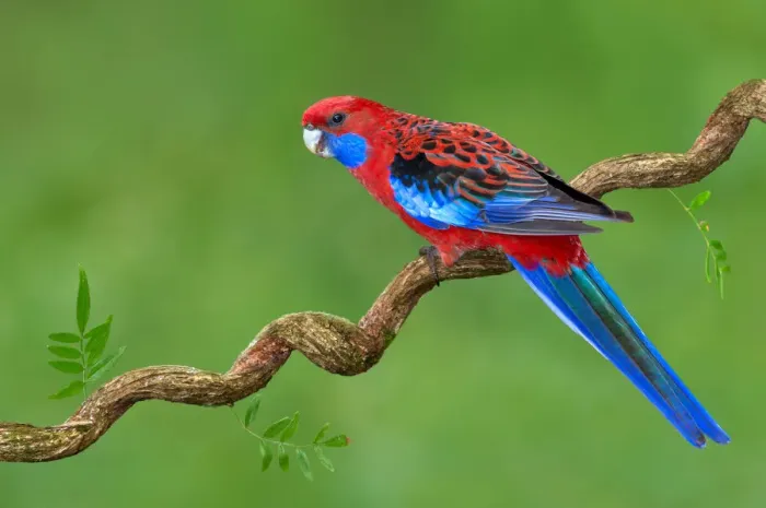 Framed Print : Crimson Rosella (Platycercus elegans) male, Victoria, Australia Framed Print : Crimson Rosella (Platycercus elegans) male, Victoria, Australia