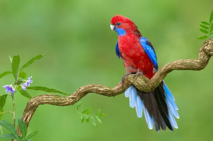 Framed Print : Crimson Rosella (Platycercus elegans) male, Victoria, Australia Framed Print : Crimson Rosella (Platycercus elegans) male, Victoria, Australia