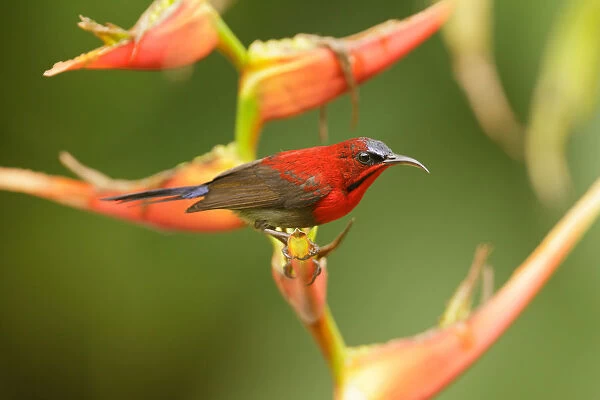 Crimson Sunbird (Aethopyga siparaja) male, Singapore
