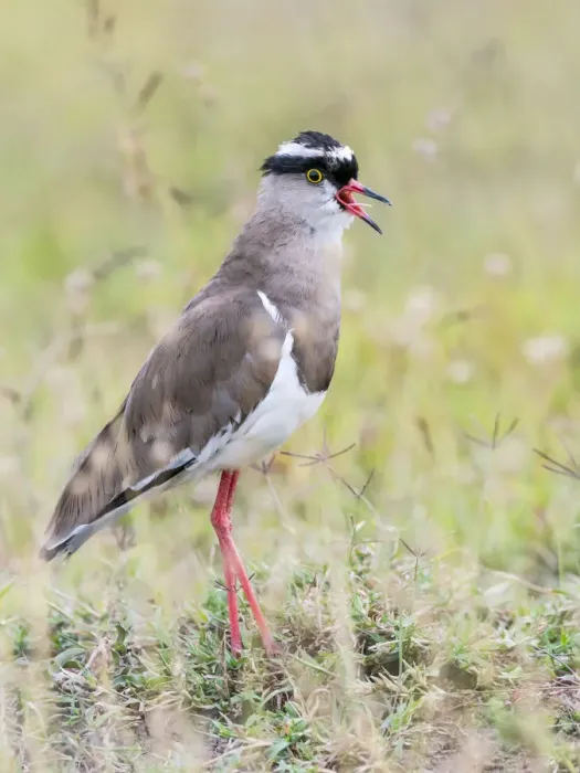 Framed Print : Crowned Lapwing (Vanellus coronatus) calling, Kenya Framed Print : Crowned Lapwing (Vanellus coronatus) calling, Kenya