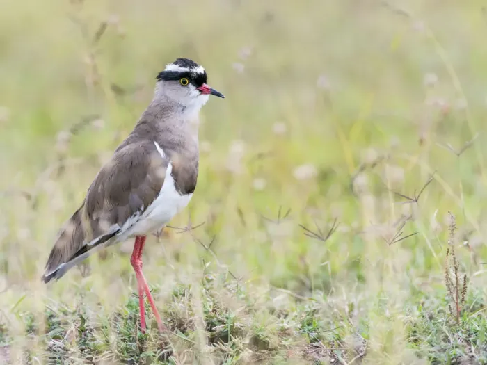 Framed Print : Crowned Lapwing (Vanellus coronatus), Kenya Framed Print : Crowned Lapwing (Vanellus coronatus), Kenya