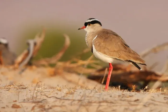Framed Print : Crowned Lapwing (Vanellus coronatus), Namibia Framed Print : Crowned Lapwing (Vanellus coronatus), Namibia