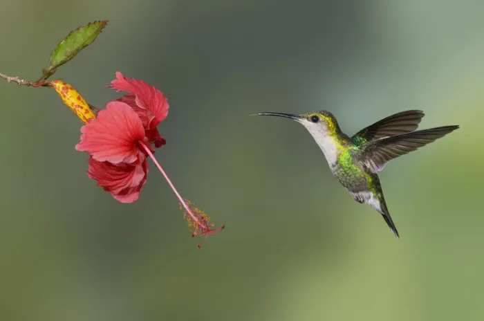 Framed Print : Crowned Woodnymph (Thalurania colombica) flying and feeding on flower nectar, Alajuela