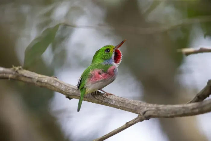 Framed Print : Cuban Tody (Todus multicolor) perched on a branch, Cuba Framed Print : Cuban Tody (Todus multicolor) perched on a branch, Cuba