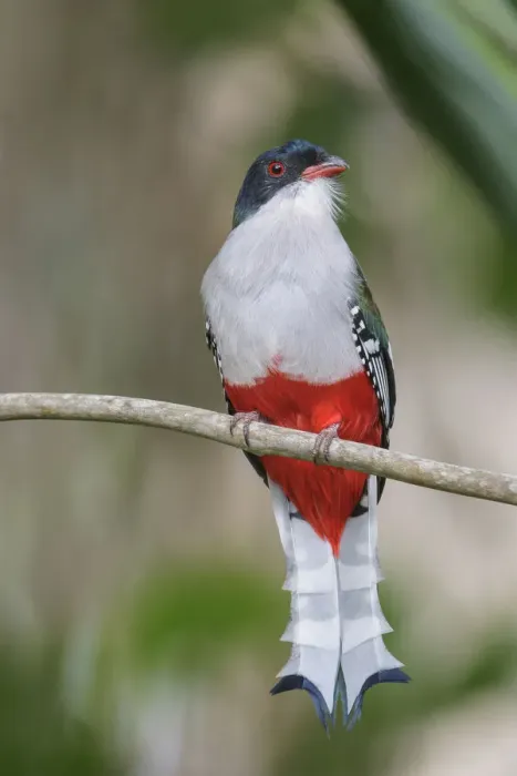 Framed Print : Cuban Trogon (Priotelus temnurus), Cuba Framed Print : Cuban Trogon (Priotelus temnurus), Cuba