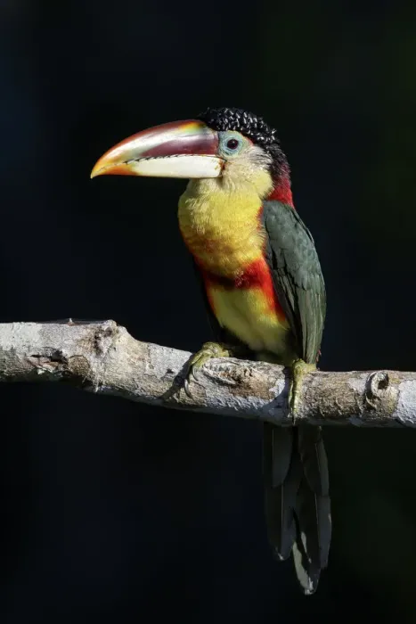 Framed Print : Curl-crested Aracari (Pteroglossus beauharnaesii) perched on a branch, Brazil Framed Print : Curl-crested Aracari (Pteroglossus beauharnaesii) perched on a branch, Brazil