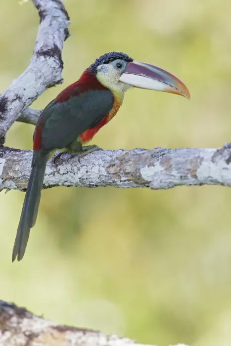 Framed Print : Curl-crested Aracari (Pteroglossus beauharnaesii) perched on a branch, Brazil