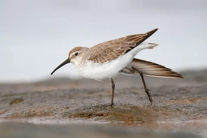 Framed Print : Curlew Sandpiper (Calidris ferruginea), Western Australia, Australia Framed Print : Curlew Sandpiper (Calidris ferruginea), Western Australia, Australia
