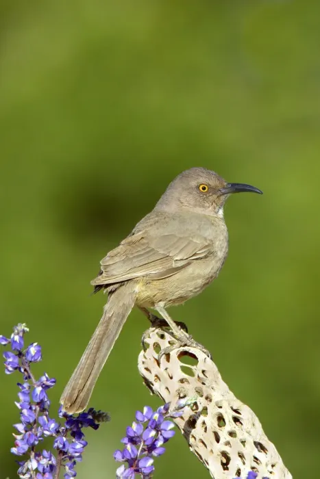 Framed Print : Curve-billed Thrasher (Toxostoma curvirostre), Arizona, USA Framed Print : Curve-billed Thrasher (Toxostoma curvirostre), Arizona, USA