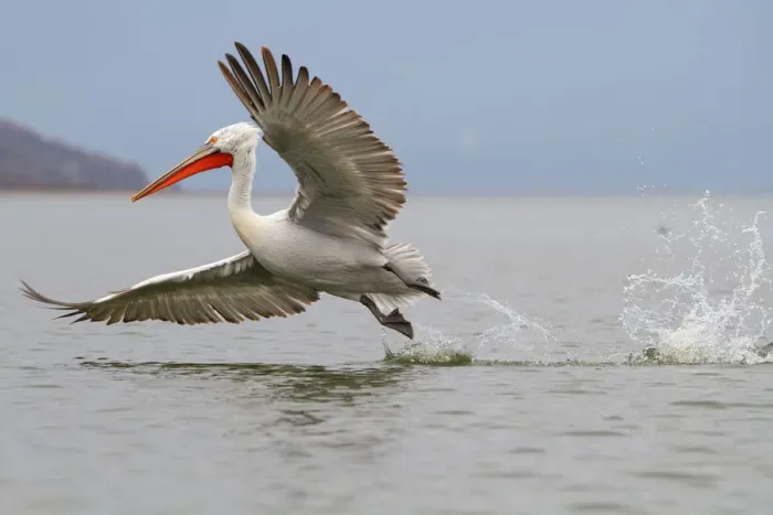 Framed Print : Dalmatian Pelican (Pelecanus crispus) flying, Lake Kerkini, Greece Framed Print : Dalmatian Pelican (Pelecanus crispus) flying, Lake Kerkini, Greece