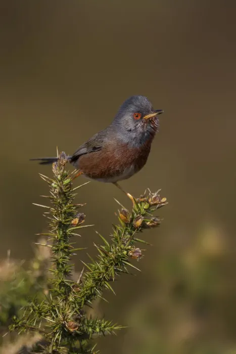 Framed Print : Dartford Warbler (Sylvia undata) male, Wales, United Kingdom Framed Print : Dartford Warbler (Sylvia undata) male, Wales, United Kingdom