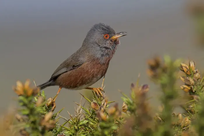 Framed Print : Dartford Warbler (Sylvia undata) male, Wales, United Kingdom Framed Print : Dartford Warbler (Sylvia undata) male, Wales, United Kingdom