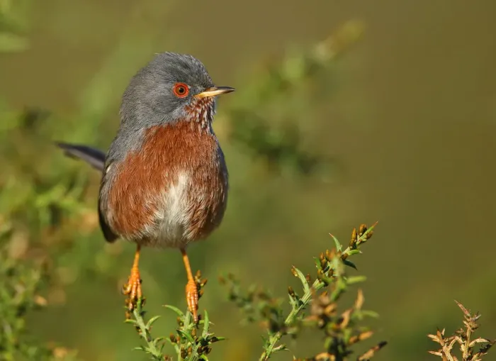 Framed Print : Dartford Warbler (Sylvia undata) male, Ferreira do Alentejo, Portugal Framed Print : Dartford Warbler (Sylvia undata) male, Ferreira do Alentejo, Portugal