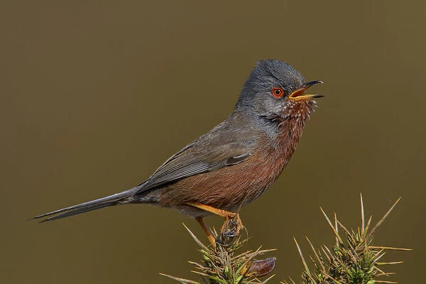 Dartford Warbler (Sylvia undata) male singing, Wales, United Kingdom
