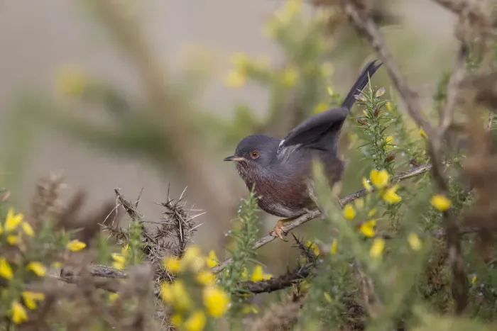 Framed Print : Dartford Warbler (Sylvia undata), Portugal Framed Print : Dartford Warbler (Sylvia undata), Portugal