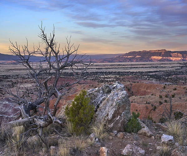 Dead tree and desert, Ghost Ranch, New Mexico