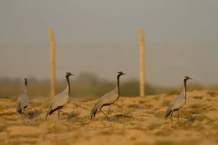 Framed Print : Demoiselle Crane (Grus virgo), Oman