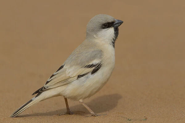 Desert Sparrow (Passer simplex) male, Morocco