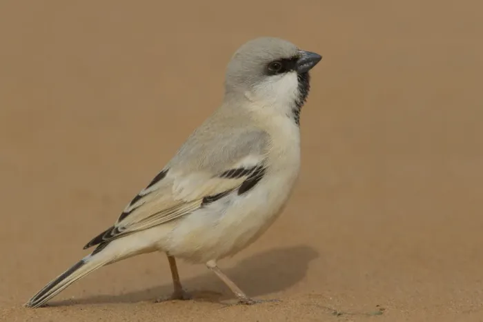 Framed Print : Desert Sparrow (Passer simplex) male, Morocco Framed Print : Desert Sparrow (Passer simplex) male, Morocco