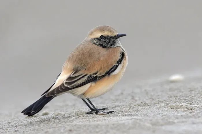 Framed Print : Desert Wheatear (Oenanthe deserti), IJmuiden, Noord-Holland, The Netherlands Framed Print : Desert Wheatear (Oenanthe deserti), IJmuiden, Noord-Holland, The Netherlands