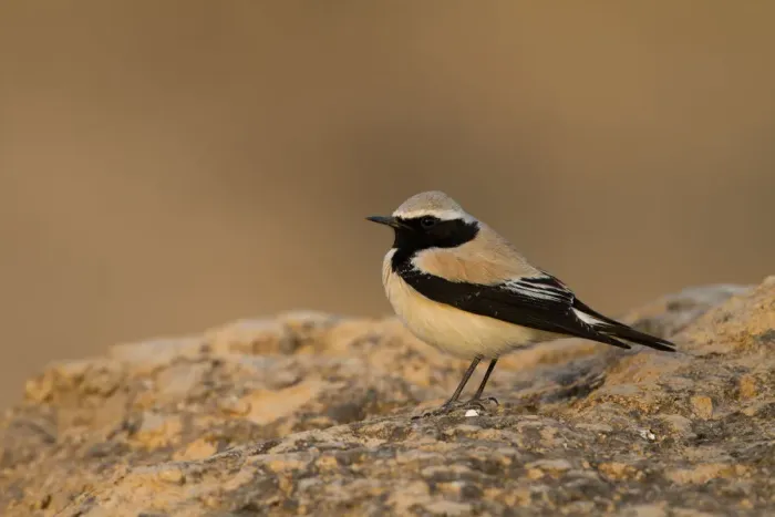 Framed Print : Desert Wheatear (Oenanthe deserti), Oman Framed Print : Desert Wheatear (Oenanthe deserti), Oman