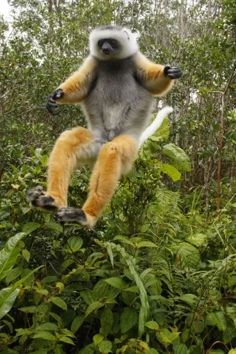 Framed Print : Diademed Sifaka (Propithecus diadema) jumping, Mantadia National Park, Madagascar Framed Print : Diademed Sifaka (Propithecus diadema) jumping, Mantadia National Park, Madagascar