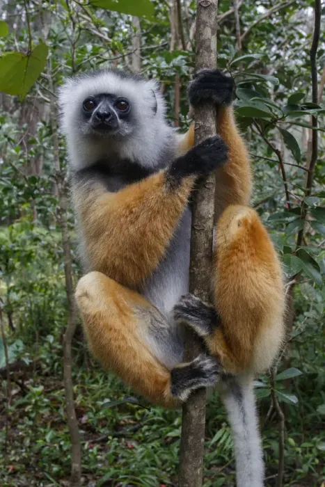 Framed Print : Diademed Sifaka (Propithecus diadema) in a tree, looking at the camera, Mantadia National Park, Madagascar Framed Print : Diademed Sifaka (Propithecus diadema) in a tree, looking at the camera, Mantadia National Park, Madagascar
